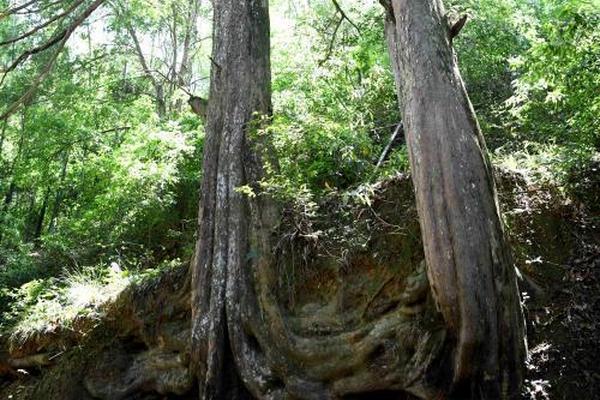 缘之空借兄妹情纠葛引发思索，为何对兄妹恋情描绘引争议？