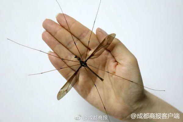 影视作品中万人迷反派为何更吸睛？如何塑造有魅力反派？