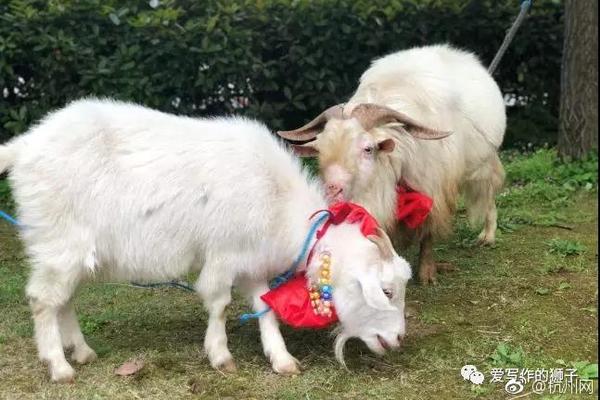 异世界搞笑冒险番为何吸引人？独特设定与反差角色是关键