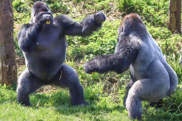 20禁漫画下拉式