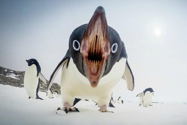 终极斗罗漫画扑飞漫画