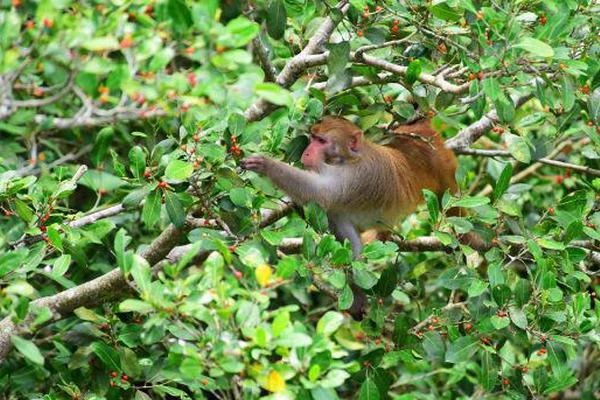 弱点漫画在线观看