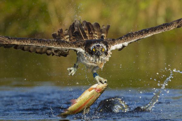 《海贼王第890集》在线观看