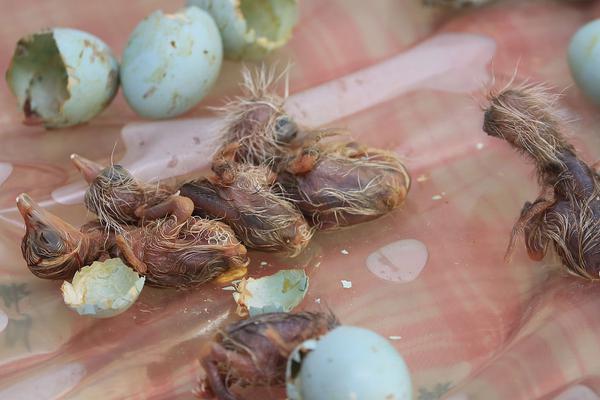 备受关注的死神230模型，设计与工艺究竟有多出色？