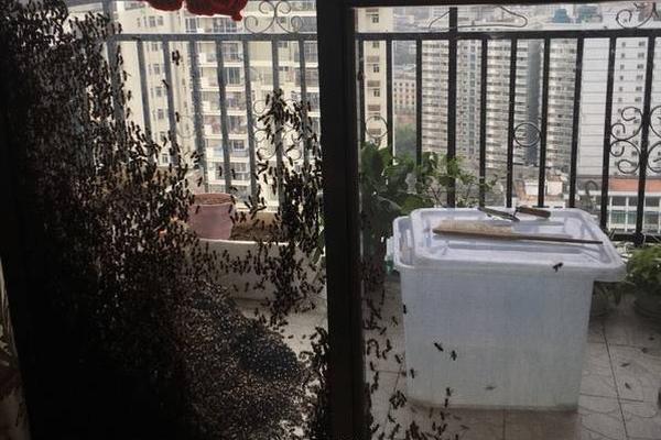 免费在线可阅读漫画成首选，却面临凯发k8国际首页登录的版权等难题待剖析？