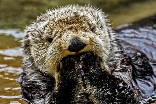 免费漫画阅站官方正版：无广告弹窗，全网漫画免费看