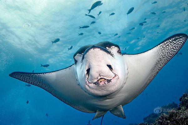 哔哩哔哩隐藏内容怎么找？特殊标签与搜索技巧是关键