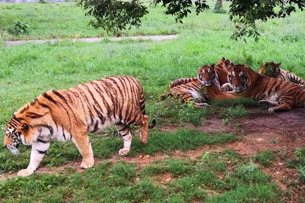 奇漫屋全职法师