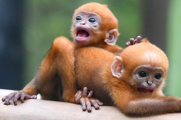 影视作品中万人迷反派为何更吸睛？如何塑造有魅力反派？