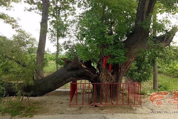 免费漫画阅站app下载安装无广告，畅享丰富漫画资源