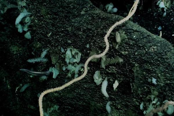 《海贼王第890集》在线观看