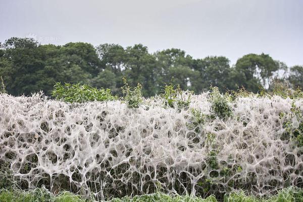 《海贼王第890集》在线观看