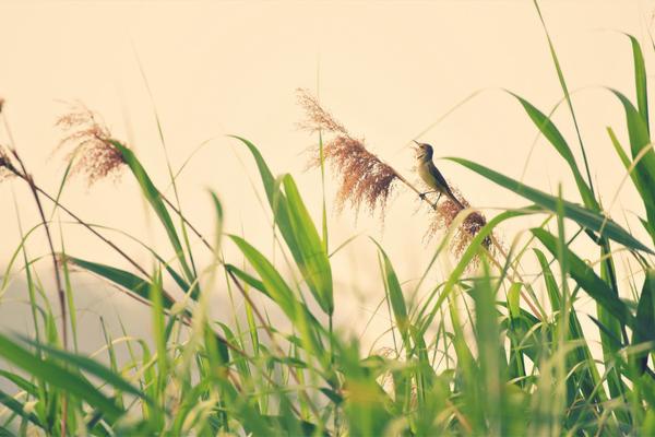 《海贼王第890集》在线观看