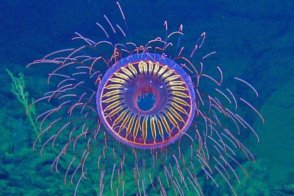 缘之空借兄妹情纠葛引发思索，为何对兄妹恋情描绘引争议？