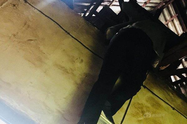 哔哩哔哩隐藏内容怎么找?特殊标签与搜索技巧是关键