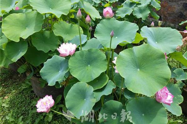 异世界搞笑冒险番为何吸引人？独特设定与反差角色是关键