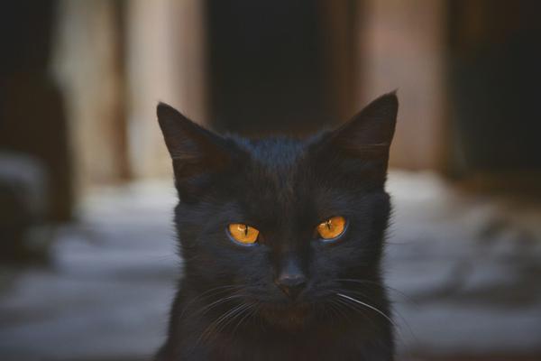 免费漫画阅站官方正版：无广告弹窗，全网漫画免费看