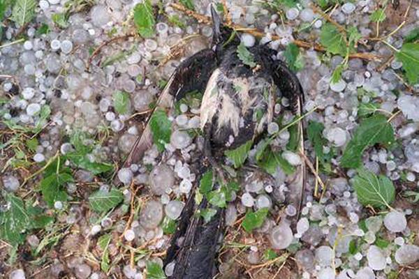 缘之空借兄妹情纠葛引发思索,为何对兄妹恋情描绘引争议?