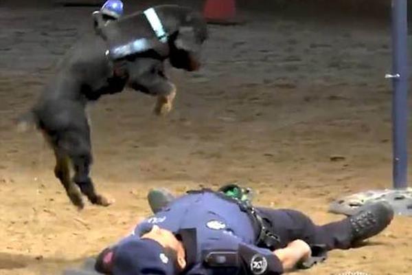 异世界搞笑冒险番为何吸引人？独特设定与反差角色是关键