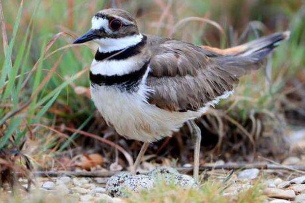 datealive 地铁逃生回归！biubiu免费加速，畅玩海量海内外精品手游