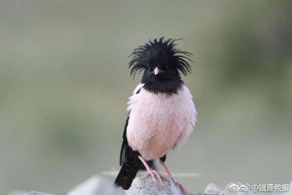 数字阅读普及下，韩漫免费观看的凯发k8国际首页登录的版权风险与安全提示