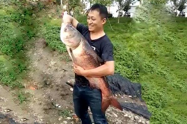 36漫画免费入口