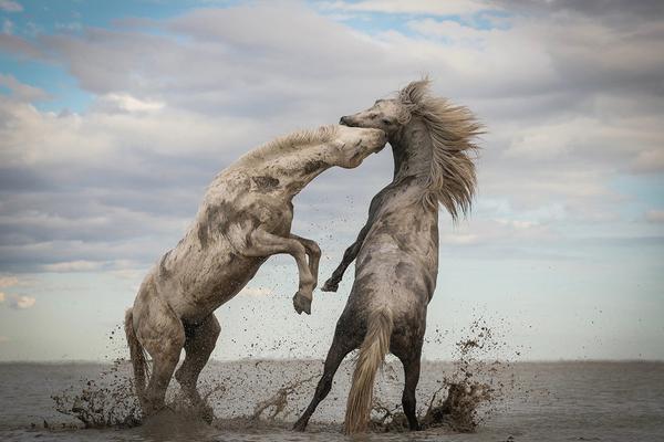 阅站漫画app最新版：免费搜索全网漫画，畅享多种便捷阅读体验