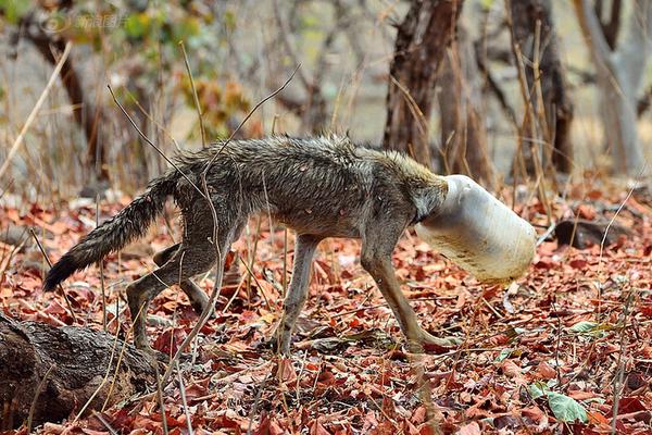 斗罗大陆星期六影院