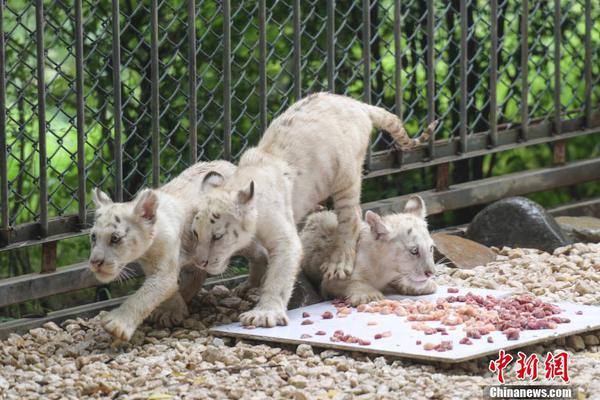 免费漫画阅站app下载安装无广告，畅享丰富漫画资源