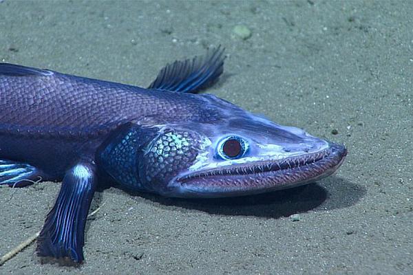 斗罗大陆4终极斗罗漫画免费阅读6漫