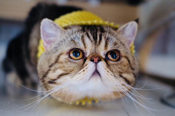 《海贼王第890集》在线观看