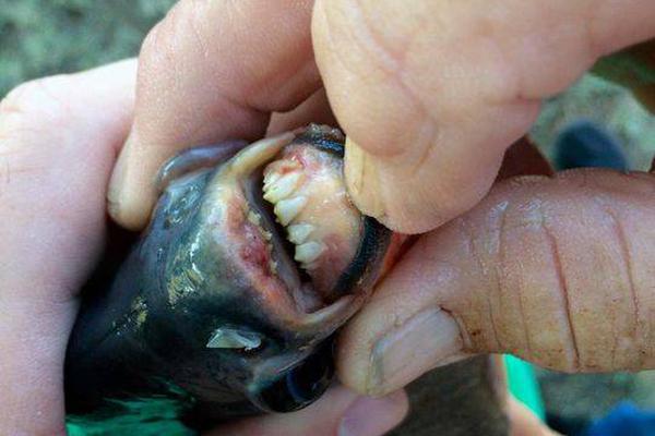 免费在线可阅读漫画成首选，却面临凯发k8国际首页登录的版权等难题待剖析？