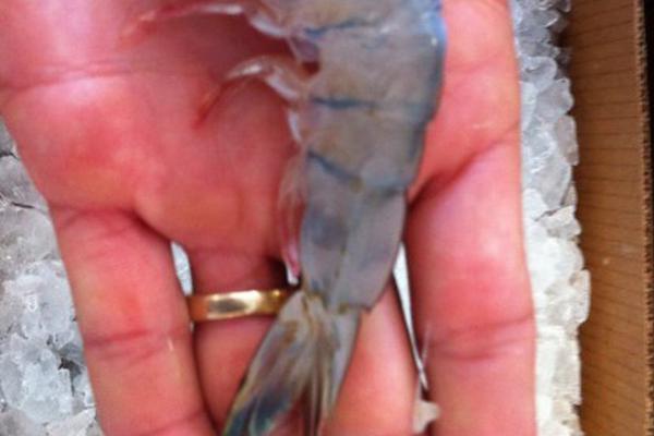 神龙王座漫画完整免费下拉