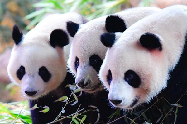 斗破苍穹老粉必看！正版免费观看渠道及支持正版的意义