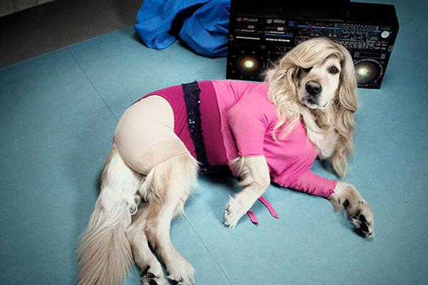 acg汉化组8位礼包码