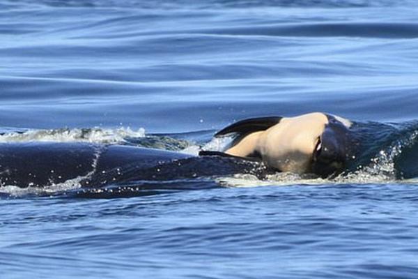 datealive 地铁逃生回归！biubiu免费加速，畅玩海量海内外精品手游