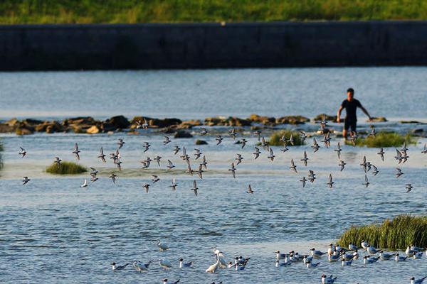 免费在线可阅读漫画成首选，却面临凯发k8国际首页登录的版权等难题待剖析？