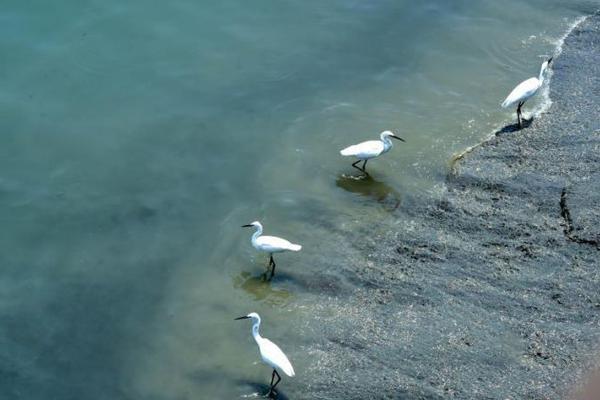 数字阅读普及下，韩漫免费观看的凯发k8国际首页登录的版权风险与安全提示