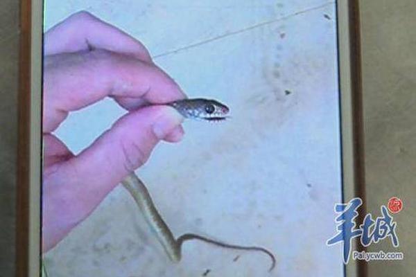 免费漫画阅站app下载安装无广告，畅享丰富漫画资源