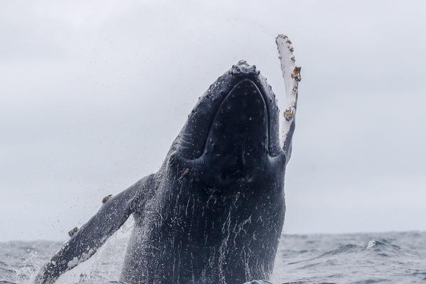 免费在线可阅读漫画成首选,却面临凯发k8国际首页登录的版权等难题待剖析?