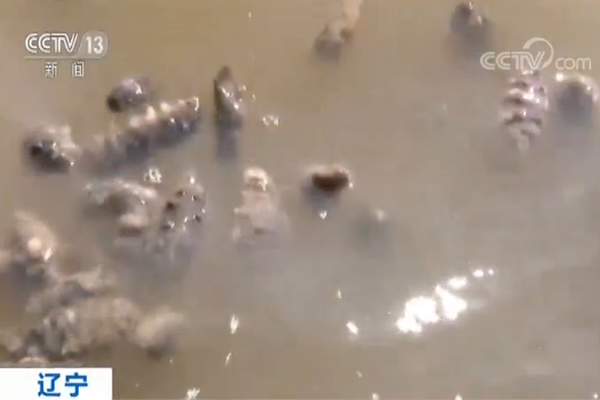 系统类小说txt下载