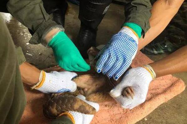 《海贼王第890集》在线观看