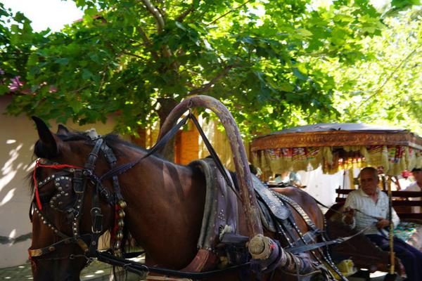 《海贼王第890集》在线观看