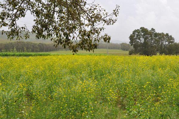 网络文学爱好者必读！新笔趣阁现状及使用建议大揭秘？