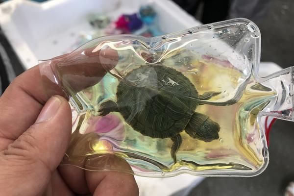 《海贼王第890集》在线观看