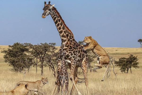 日漫图片 头像女生高冷