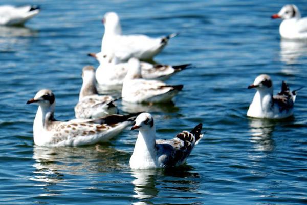 网络文学爱好者必读！新笔趣阁现状及使用建议大揭秘？