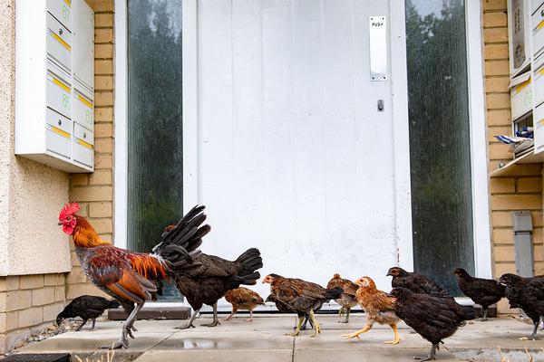 免费在线可阅读漫画成首选，却面临凯发k8国际首页登录的版权等难题待剖析？