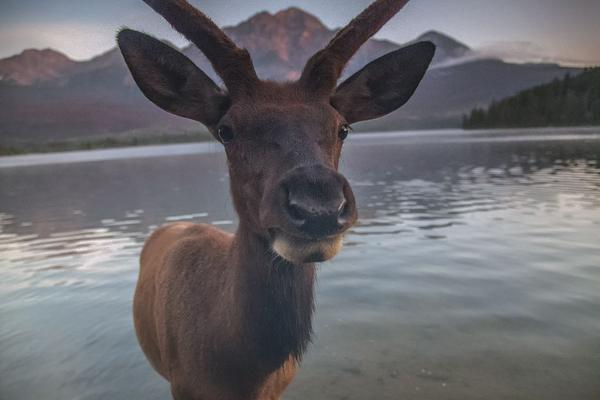 纯情陆少漫画酷漫屋下拉式