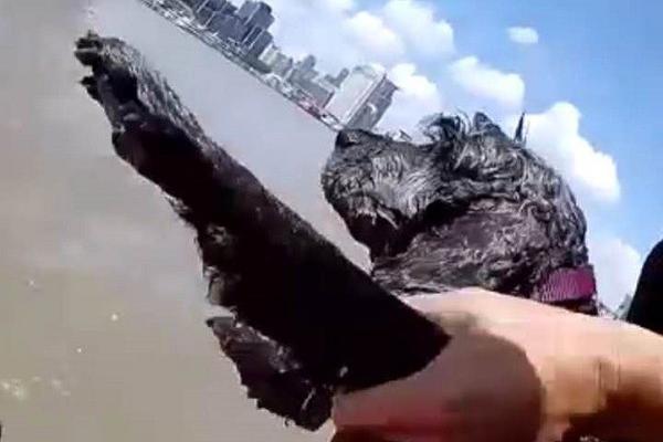 漫画老师作文400字五年级女老师